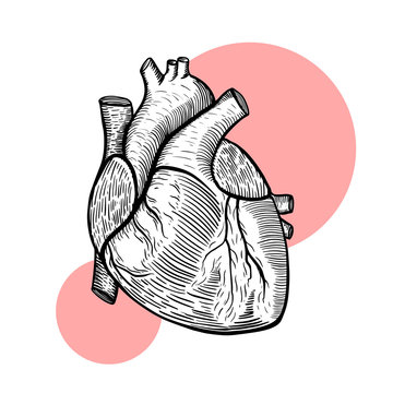 Vector illustration. Human heart.
