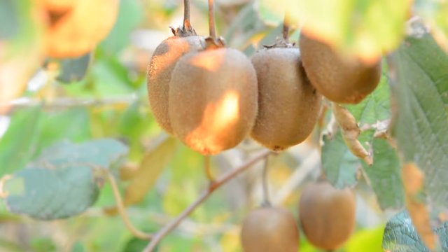 Kiwi fruits on a tree

