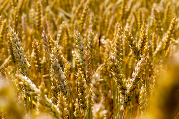 Fototapeta premium rye in the field