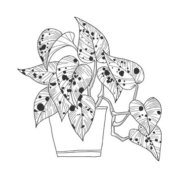 spotted pothos plant in pot outline clip art preview