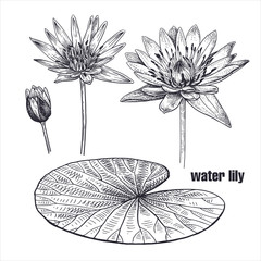 Realistic Water lily flowers. Vector illustration.