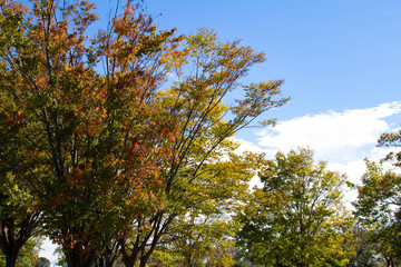 色づき始めた木々の葉と青い空