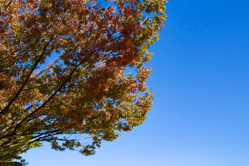 色づき始めた木々の葉と青い空