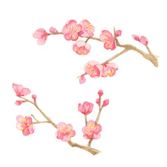 梅　水彩イラスト