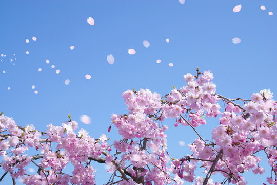 満開の桜（青空に舞い上がる花びら）
