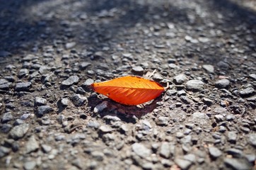 Fototapeta na wymiar 道路　紅葉の落ち葉