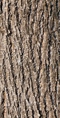 texture of the bark of a Linden