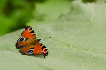 クジャクチョウ
