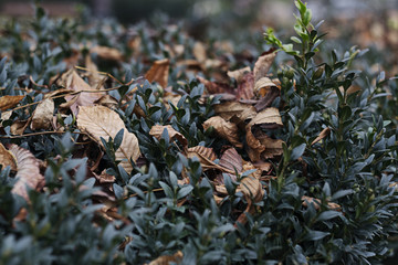 Old leaves in the park