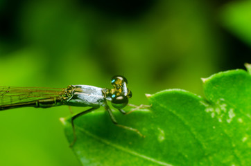 Damselfly on green grass