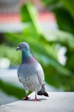 homing pigeon bird standing on home loft