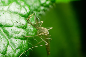 mosquito on green leaf in the nature