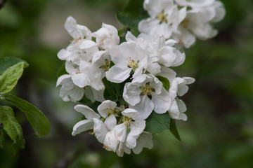 Obraz premium Flowers / Цветы