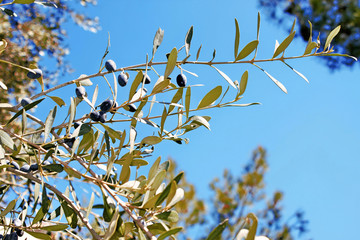 Olives on olive tree, olive grove in Attica, Greece.