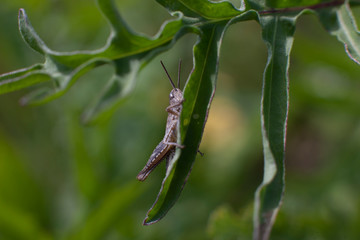 Grasshopper / Кузнечик