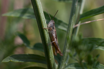Grasshopper / Кузнечик
