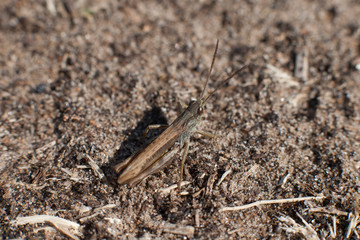 Grasshopper / Кузнечик