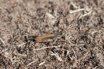 Grasshopper / Кузнечик