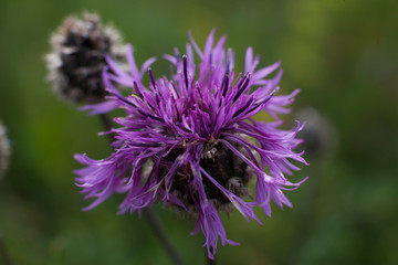 Flowers / Цветы