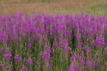 Fototapeta premium Иван Чай / Ivan Tea