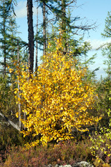 nature / природа