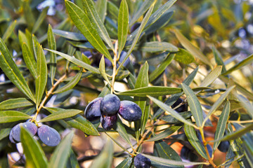 Olives on olive tree, olive grove in Attica, Greece.