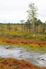 Swamp landscape with pond and small pine trees in kemeri national park Latvia in summer day.