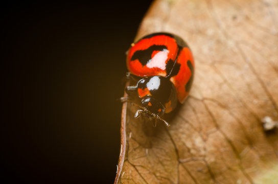 close up of ladybug on dry leaves