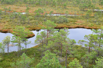 Swamp landscape with pond and small pine trees in kemeri national park Latvia in summer day.