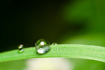 water drops on green grass after rain fall
