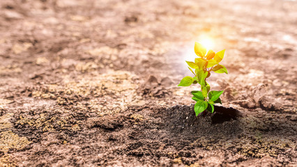 Birth of new life