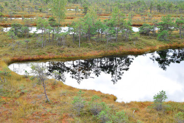 Swamp landscape with pond and small pine trees in kemeri national park Latvia in summer day.