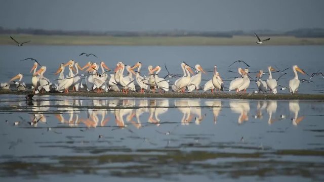 Pelicans, Franklin gulls and comorant on Last Mountain Lake in Saskatchewan