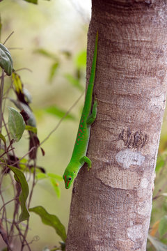 Green lizard runs on the tree trunk in the jungle of Nosy Komba Island