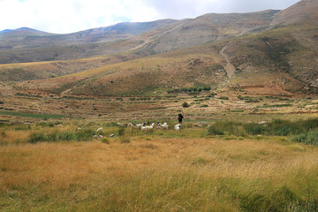 Obraz premium Goatherder in the High Mountains of Lebanon