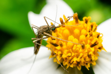 mosquito on flower in the nature