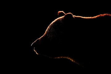 Naklejka premium Kontur twarzy niedźwiedzia brunatnego w widoku z boku. Niedźwiedź twarz na czarnym tle.