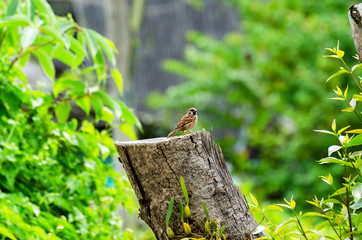 sparrow catch on timber at the garden