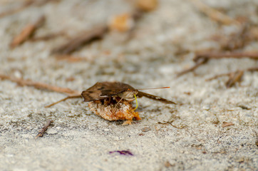 Butterfly feeding on the floor