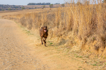 Brown Pointer running along a dirt road in country side