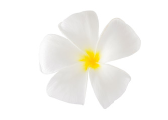 Fototapeta na wymiar Isolated plumaeria flowers on the white background with clipping path