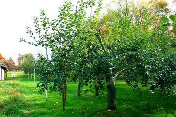 Fototapeta na wymiar 札幌のリンゴ農家の風景
