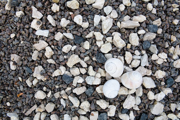 Small light shells lie on the stones.