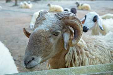 Head of Sheep in the farm