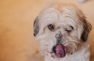 portrait of a dog wih diamond