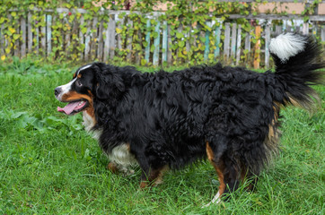 A dog of the Berner Sennenhund breed during a walk on the street