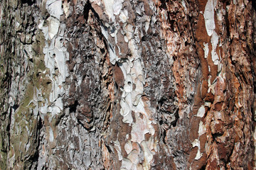 Pine tree bark surface texture detail close up