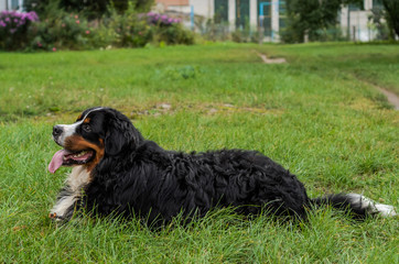 A dog of the Berner Sennenhund breed during a walk on the street