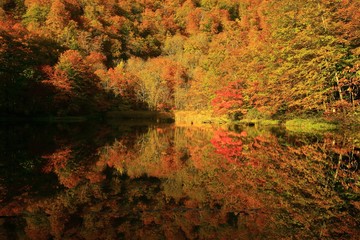 Fototapeta premium 紅葉の菅沼