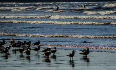 Seagulls on beach